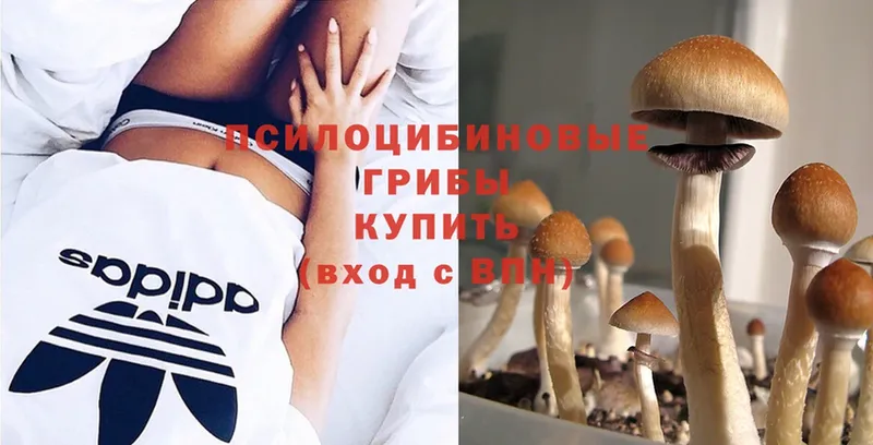 Псилоцибиновые грибы Psilocybe  Ялта 